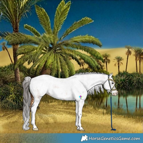 Horse Color:White Spotted Bay Blanket 