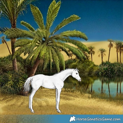 Horse Color:White Spotted Bay Appaloosa 