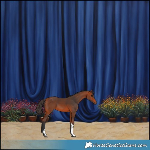 Horse Color:Bay Tobiano