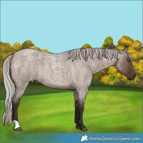 Horse Color:Silver Brown Roan Dun 