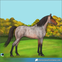 Horse Color:Unknown 