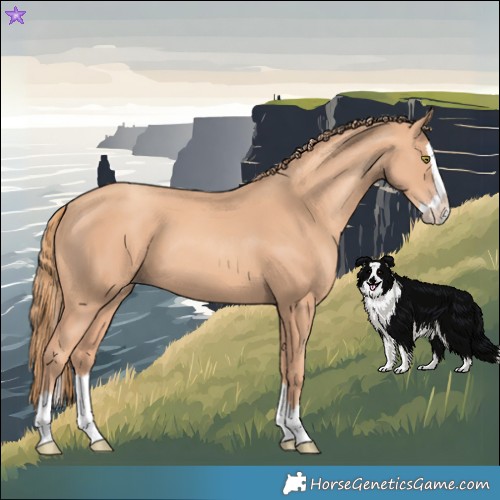 Horse Color:Gold Champagne Splash 
