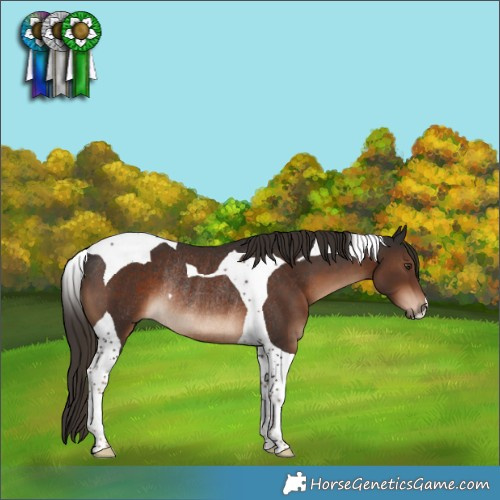 Horse Color:Liver Chestnut Tobiano Rabicano