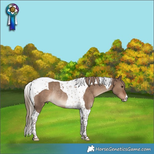 Horse Color:Liver Red Dun Tobiano Rabicano
