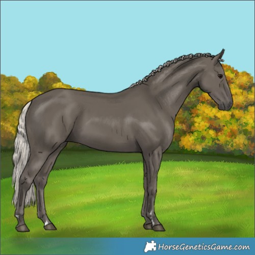Horse Color:Silver Black
