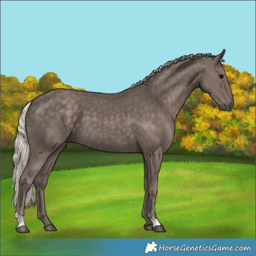 Horse Color:Silver Black