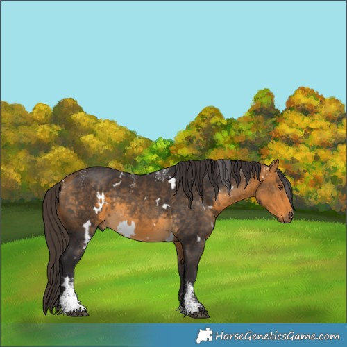 Horse Color:Powder White White Spotted Buckskin