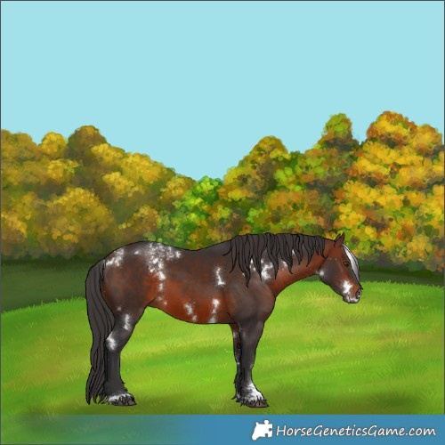 Horse Color:Powder White White Spotted Brown