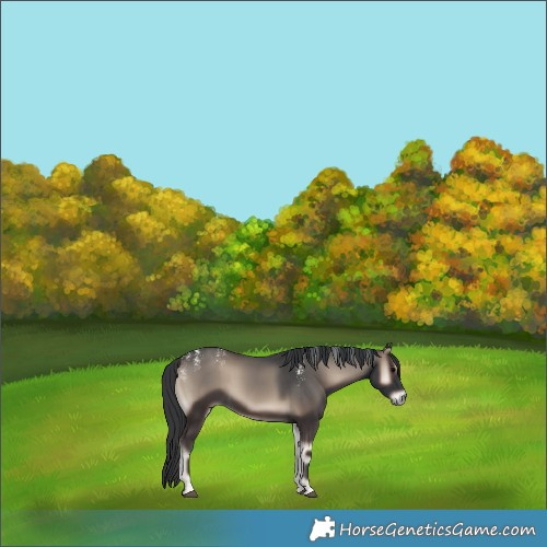 Horse Color:Powder White Blue Onyx