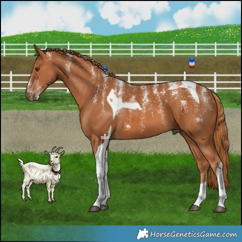 Horse Color:Powder White Chestnut Tobiano 