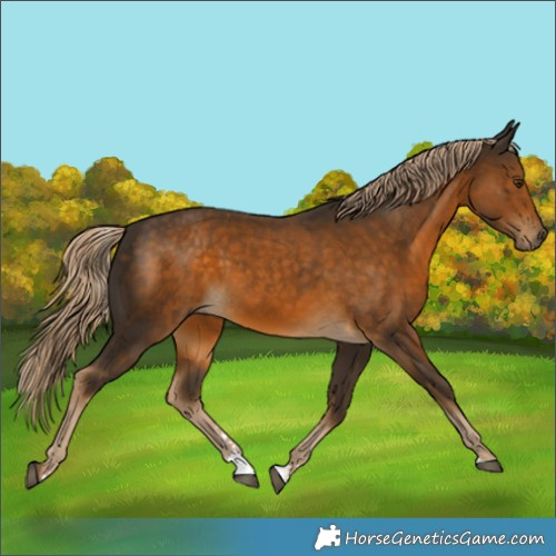 Horse Color:Chocolate Palomino 