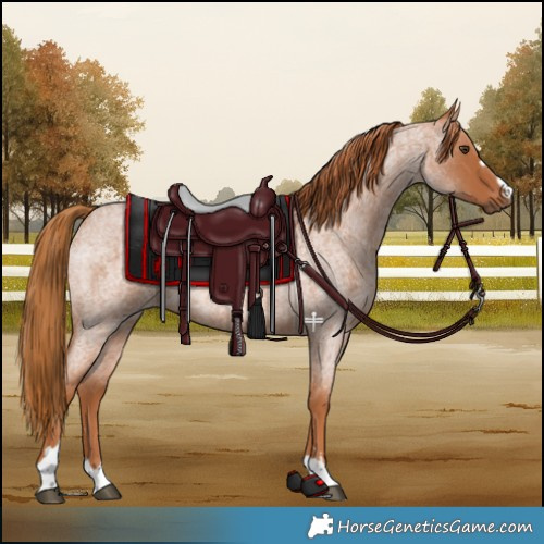 Horse Color:Red Roan