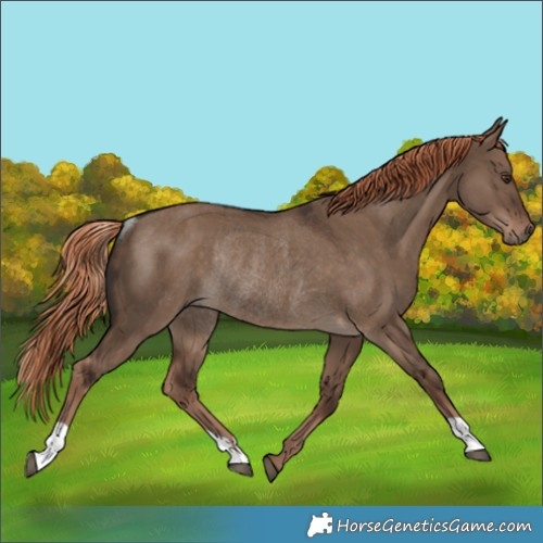 Horse Color:Liver Red Dun Rabicano 