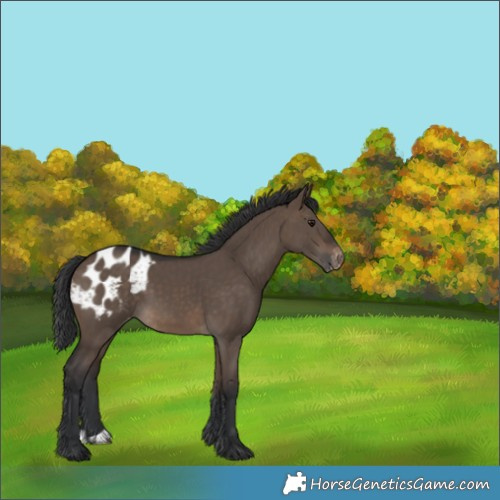 Horse Color:Brown Dun Appaloosa 