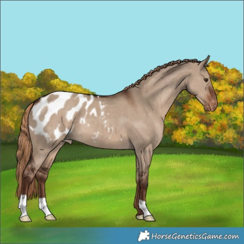 Horse Color:Liver Red Dun Appaloosa