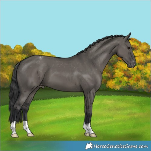 Horse Color:Grullo Appaloosa