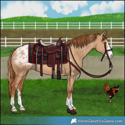 Horse Color:Powder White Red Dun Varnish 