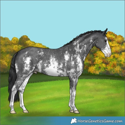 Horse Color:Black Sabino