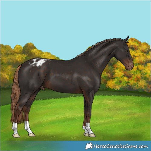 Horse Color:Liver Chestnut Appaloosa 