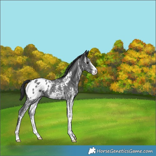 Horse Color:Black Sabino Appaloosa 