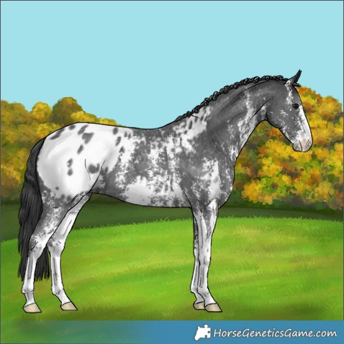 Horse Color:Black Sabino Varnish