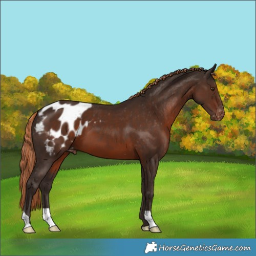 Horse Color:Liver Chestnut Appaloosa