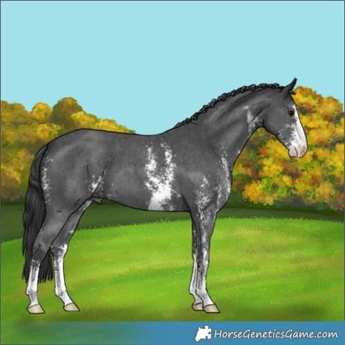 Horse Color:Black Sabino 
