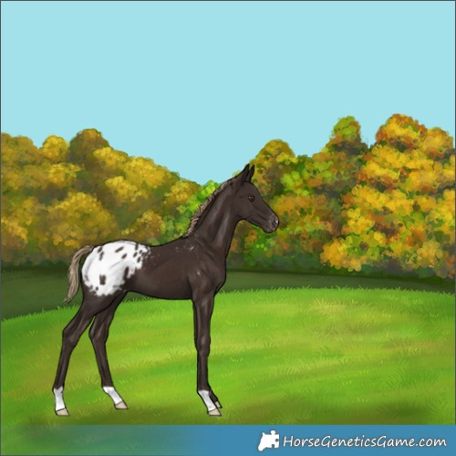Horse Color:Liver Chestnut Appaloosa 