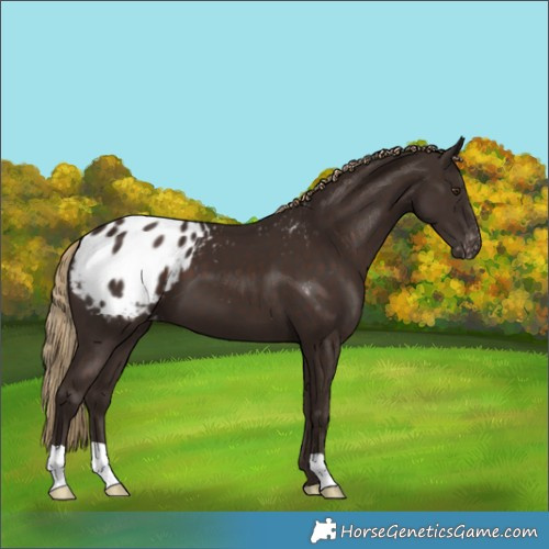 Horse Color:Liver Chestnut Varnish 