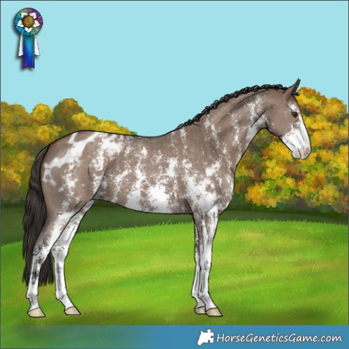 Horse Color:Liver Red Dun Sabino Appaloosa