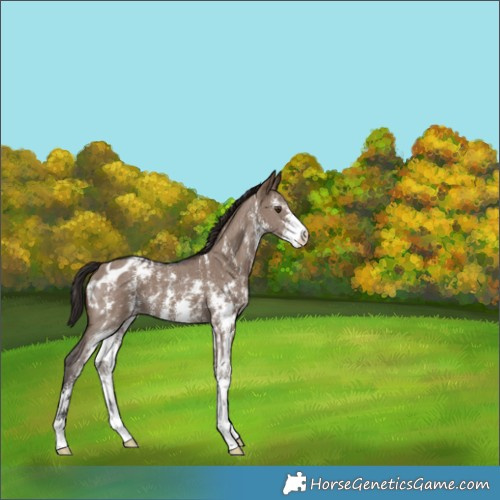 Horse Color:Liver Red Dun Sabino Appaloosa 