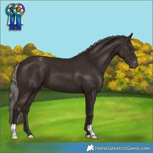 Horse Color:Liver Chestnut Appaloosa