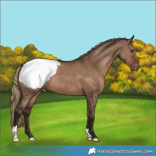 Horse Color:Liver Red Dun Appaloosa 