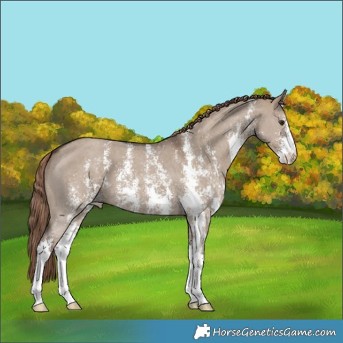 Horse Color:Liver Red Dun Sabino Appaloosa