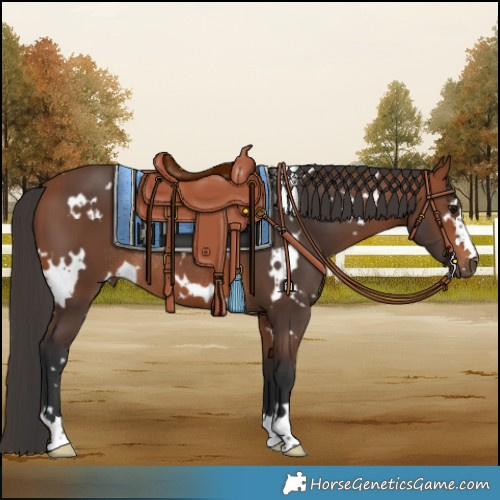 Horse Color:White Spotted Bay Rabicano