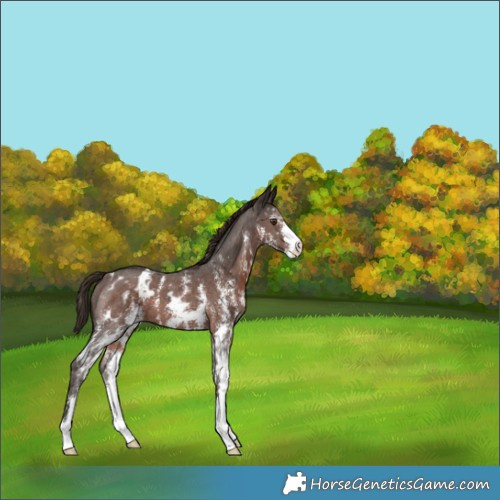 Horse Color:Liver Chestnut Sabino Appaloosa 