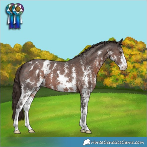 Horse Color:Liver Chestnut Sabino Appaloosa