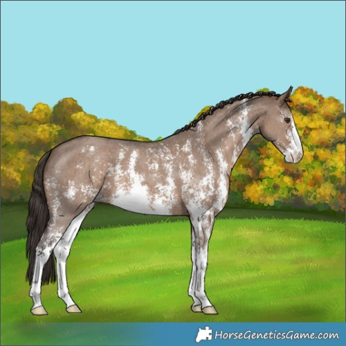 Horse Color:Liver Red Dun Sabino Appaloosa 