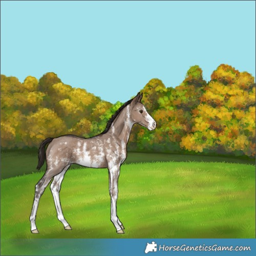 Horse Color:Liver Red Dun Sabino Appaloosa 