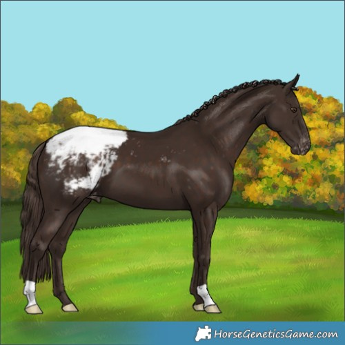 Horse Color:Liver Chestnut Appaloosa