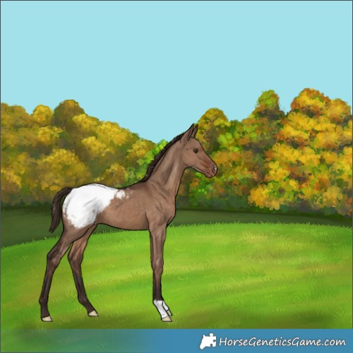 Horse Color:Liver Red Dun Varnish