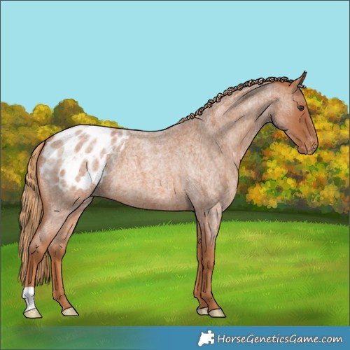 Horse Color:Red Roan Appaloosa