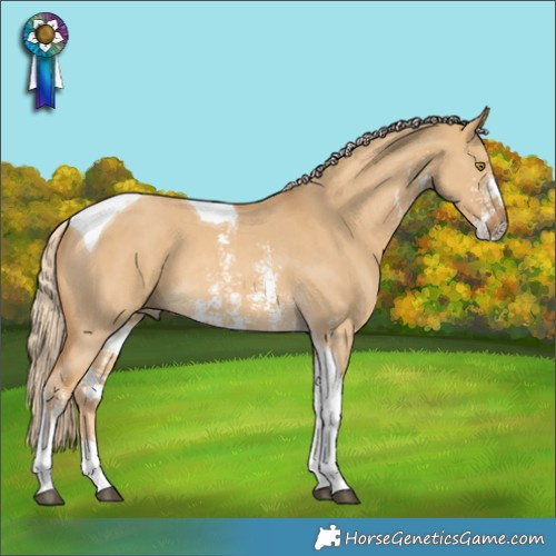 Horse Color:Palomino Dun Sabino Tobiano