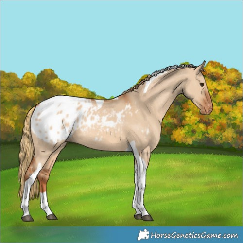Horse Color:Red Dun Tobiano Blanket