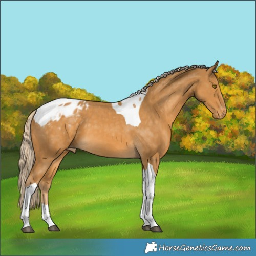 Horse Color:Palomino Tobiano Appaloosa