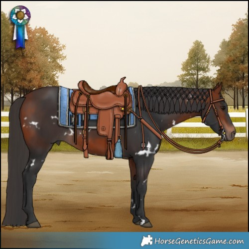 Horse Color:White Spotted Bay Rabicano