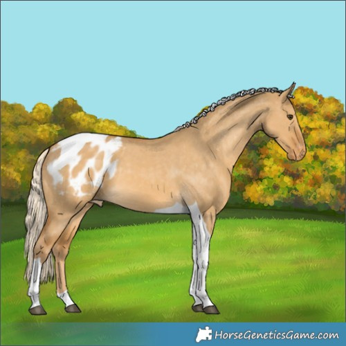 Horse Color:Palomino Dun Tobiano Appaloosa
