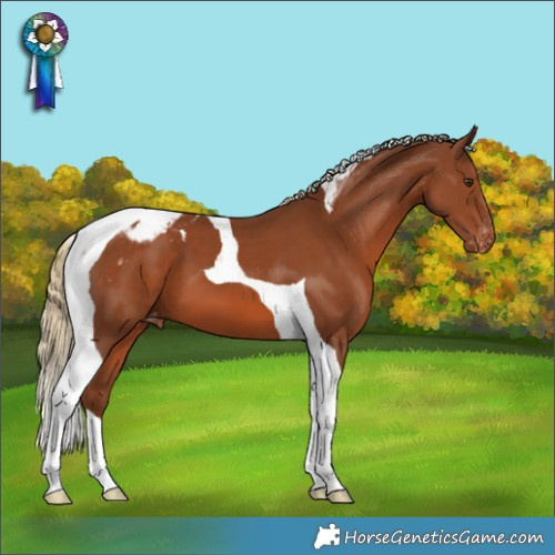 Horse Color:Chestnut Tobiano Appaloosa