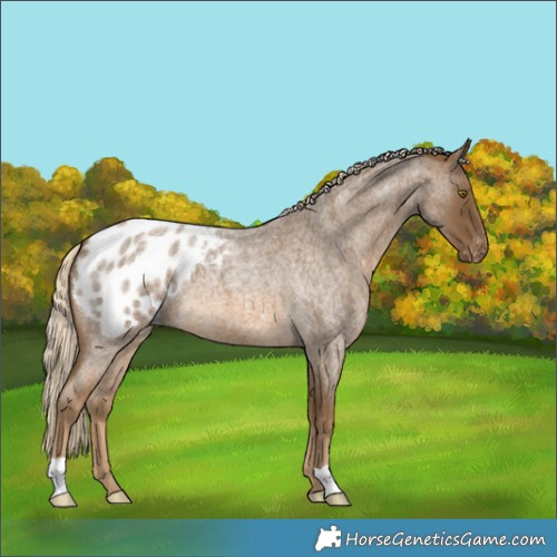 Horse Color:Chocolate Palomino Roan Blanket