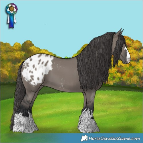 Horse Color:Grullo Appaloosa 